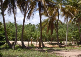 land for sale, waterfront, uvero alto, puntacana, bavaro, frente a la playa, se vende, tierra, lote de terreno, dominican republic, republica dominicana. land for sale, waterfront, uvero alto, puntacana, bavaro, frente a la playa, se vende, tierra, lote de terreno, dominican republic, republica dominicana.