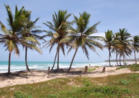 land for sale, waterfront, uvero alto, puntacana, bavaro, frente a la playa, se vende, tierra, lote de terreno, dominican republic, republica dominicana. land for sale, waterfront, uvero alto, puntacana, bavaro, frente a la playa, se vende, tierra, lote de terreno, dominican republic, republica dominicana.